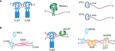 Innate immune responses to RNA: sensing and signaling